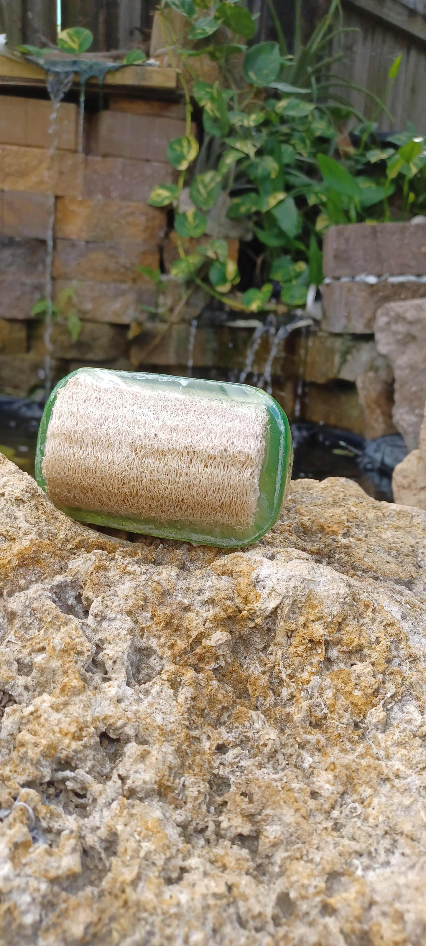 Olive Oil & Eucalyptus Sponge in a Soap