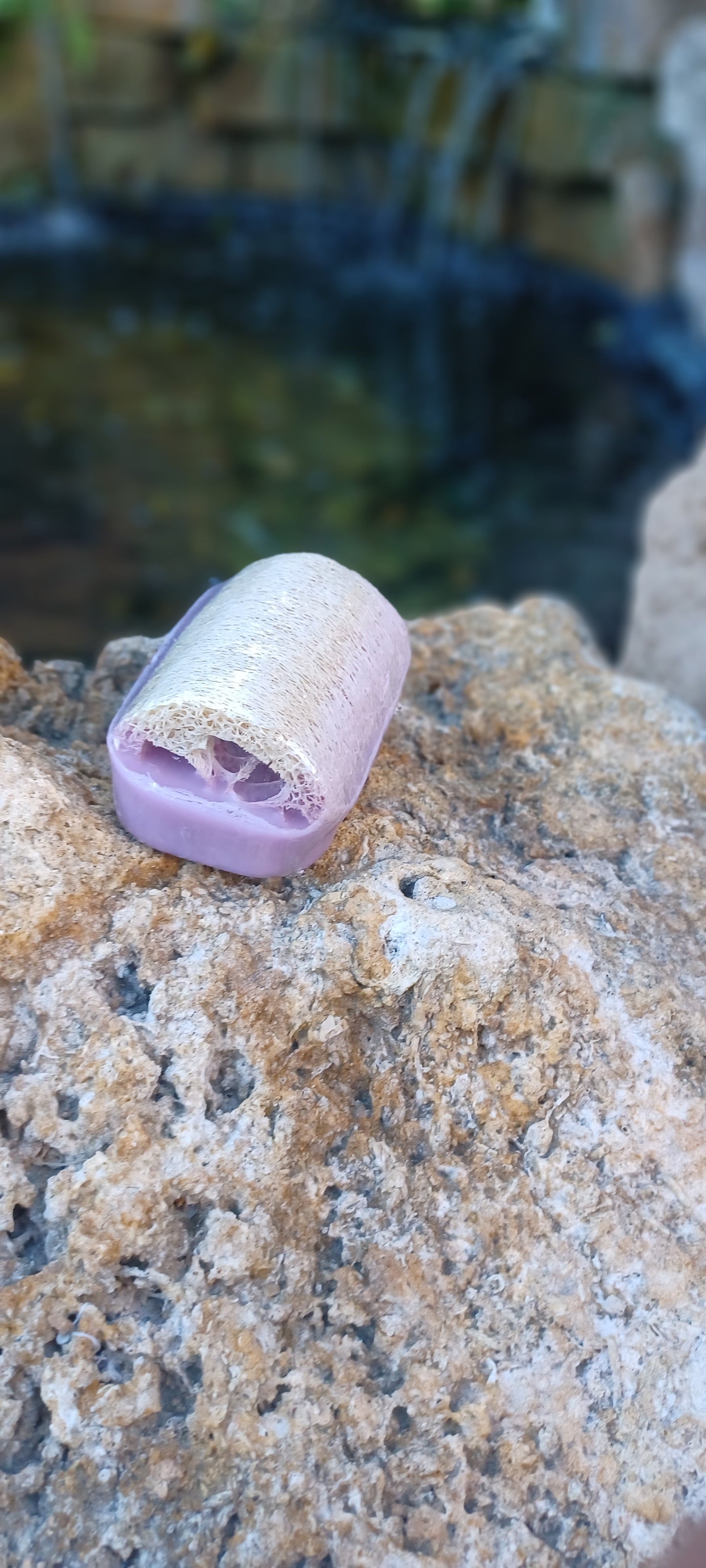 Olive Oil & Lavender Sponge in a Soap