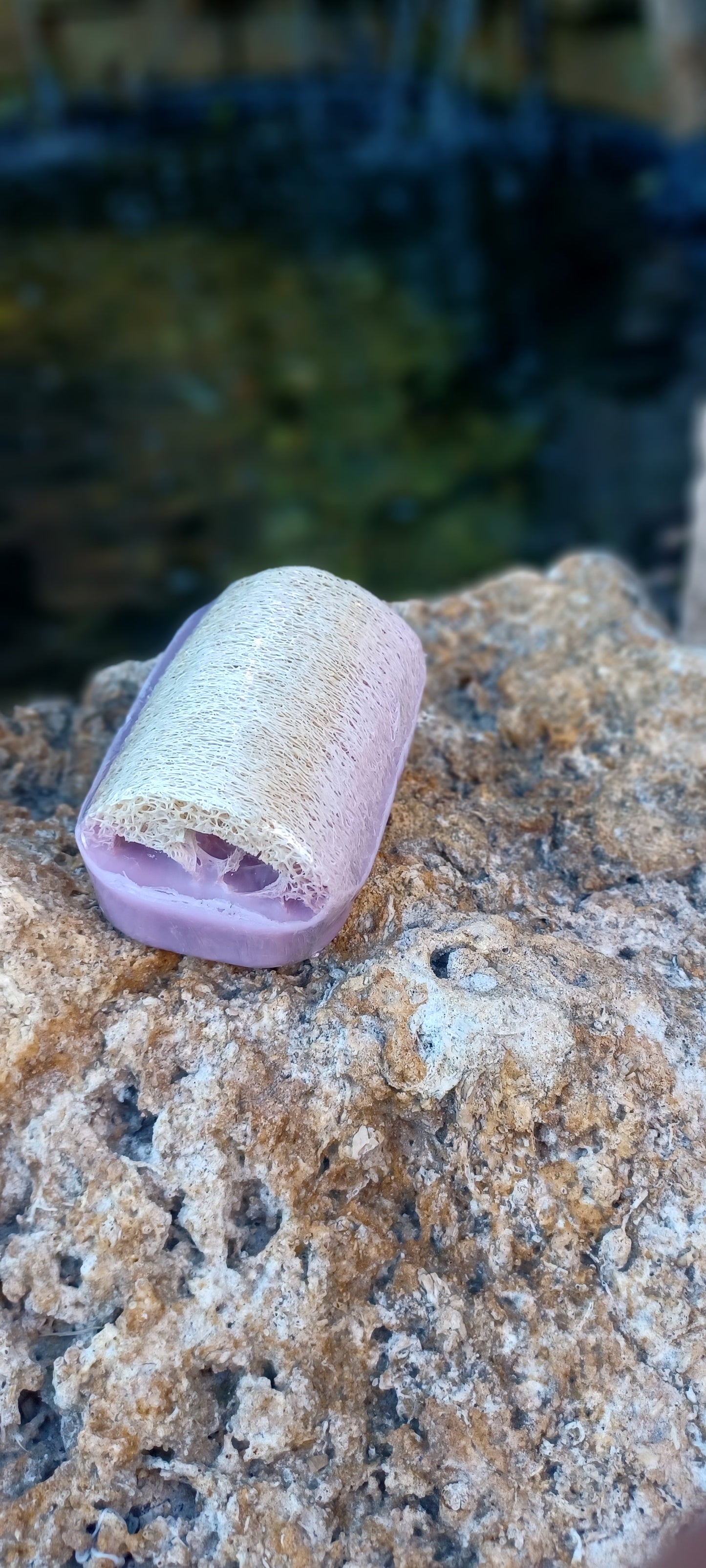 Olive Oil & Lavender Sponge in a Soap