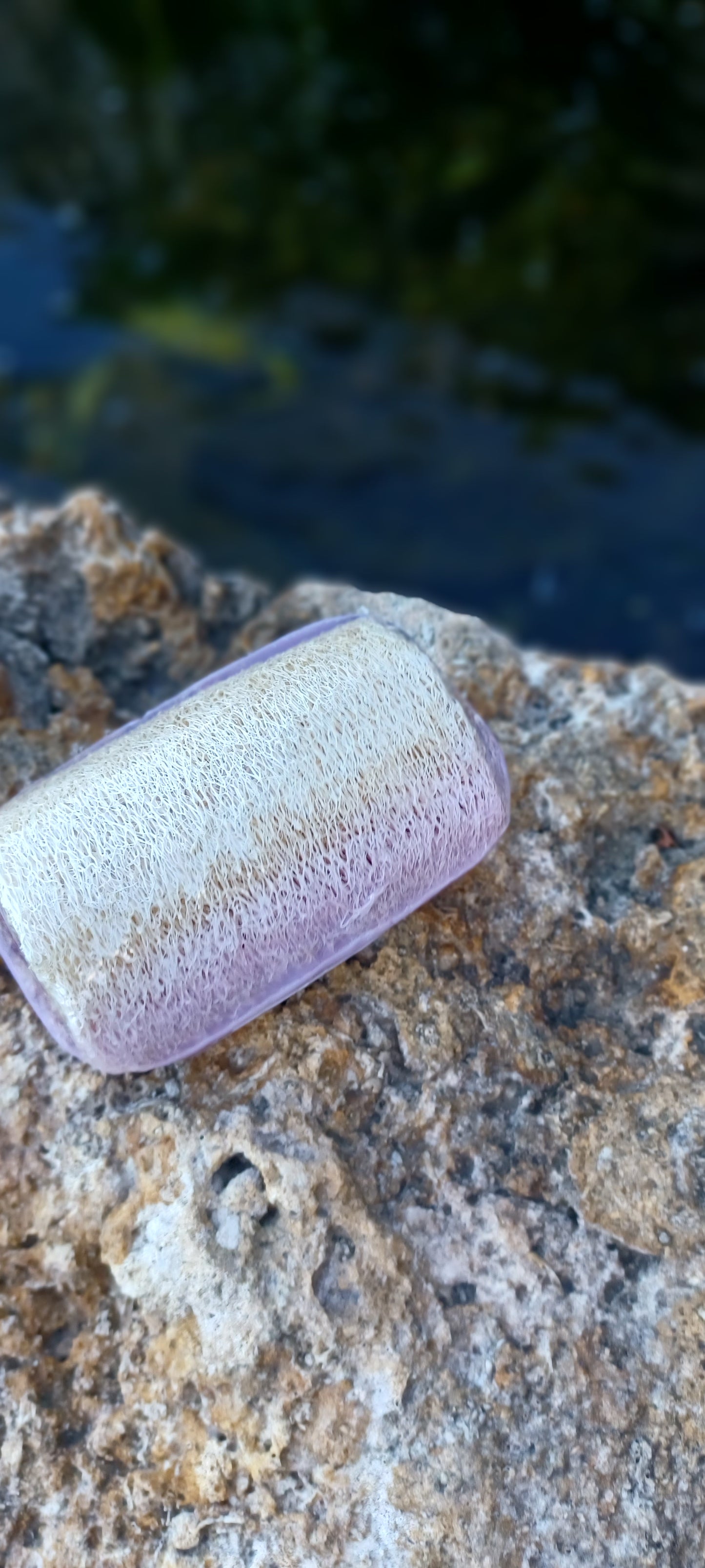 Olive Oil & Lavender Sponge in a Soap