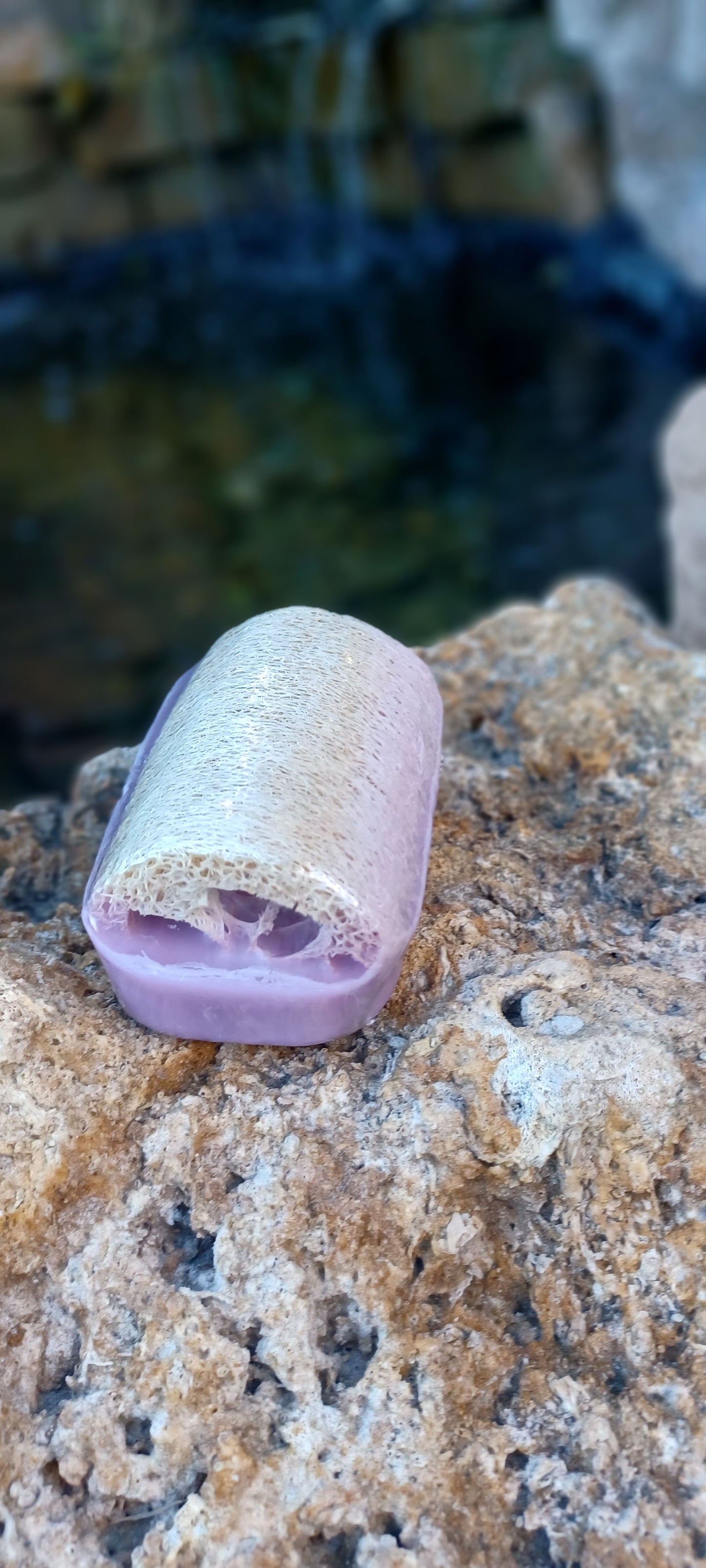 Olive Oil & Lavender Sponge in a Soap